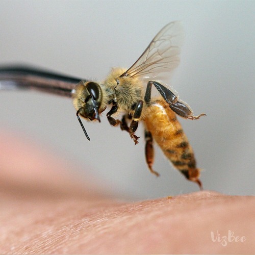 زنبور درمانی